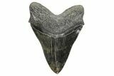 Serrated, Fossil Megalodon Tooth - Giant SC River Meg #353104-2